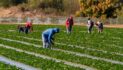 Flying Blind – Loss of Federal Survey Data Will Make Life Harder for Ag Producers, Farmworker Families