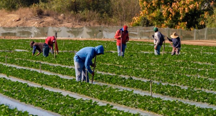 Flying Blind – Loss of Federal Survey Data Will Make Life Harder for Ag Producers, Farmworker Families