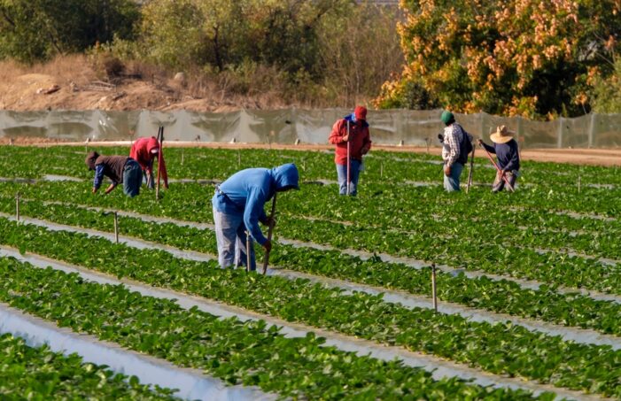 Flying Blind – Loss of Federal Survey Data Will Make Life Harder for Ag Producers, Farmworker Families